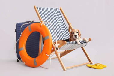 Güvertedeki sandalyede can simidinin yanında uzanan sevimli köpek beyaz arka planda parmak arası terlikler.