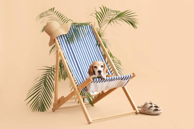 Sevimli köpek bej arka planda güverte sandalyesinde yatıyor.