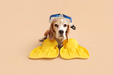 Şnorkelli şirin bir köpek ve bej arka planda paletler.