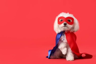 Kırmızı arka planda süper kahraman kostümlü şirin bir köpek.