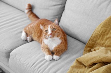 Evdeki gri kanepede yatan sevimli kırmızı kedi.