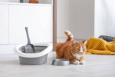 Mutfakta yemek kasesi ve çöp kutusu olan sevimli bir kedi.