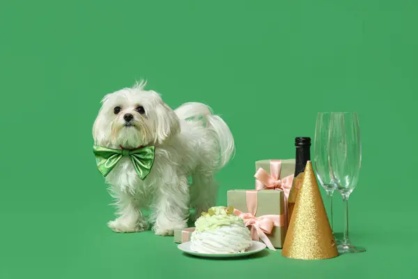Cute Bolognese Dog Bowtie Celebrating Birthday Champagne Cake Gift Boxes Stockfoto