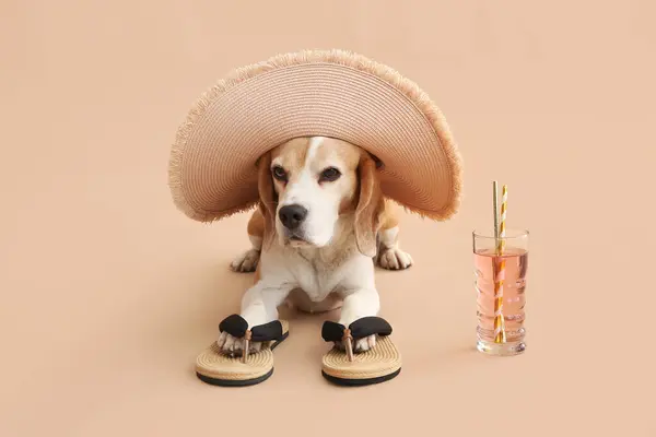 Cute Dog Straw Hat Flip Flops Lying Cocktail Beige Background Royaltyfria Stockfoton
