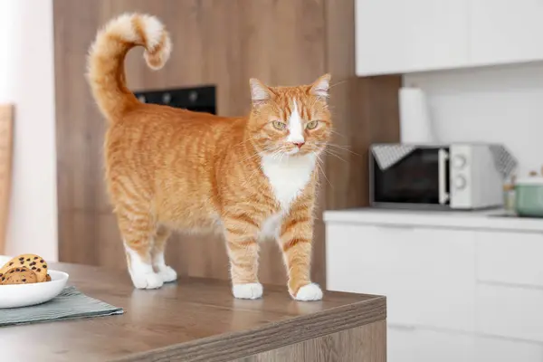 Niedliche Rote Katze Der Küche lizenzfreie Stockbilder