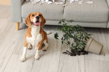 Kirli oturma odasında oturan yırtık kağıtlı ve altüst olmuş ev bitkisiyle yaramaz Beagle köpeği.