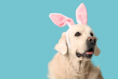 Mavi arka planda tavşan kulaklı sevimli golden retriever.