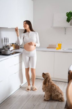 Cocker Spaniel köpeği olan hamile bir kadın mutfaktaki çekmeceyi açıyor.