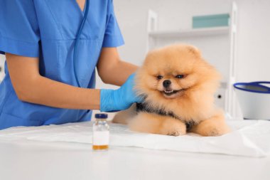 Female veterinarian with Pomeranian dog wearing recovery suit after sterilization on table in clinic, closeup clipart