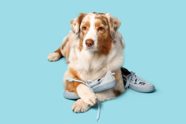 Tatlı Avustralyalı çoban köpeği mavi arka planda çiğnenmiş spor ayakkabılarla yatıyor.