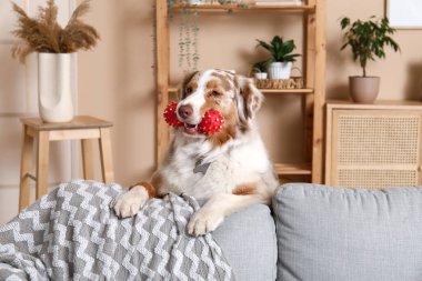 Yumuşak Avustralyalı çoban köpeği, oturma odasında gri kanepenin yanında oyuncak.