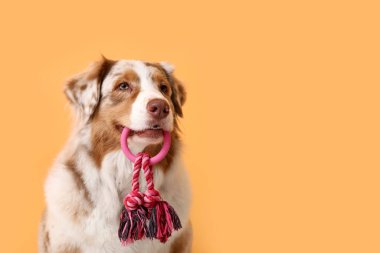 Turuncu duvarın yanında oturan yumuşak Avustralyalı çoban köpeği.