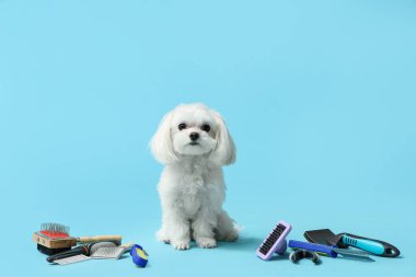 Mavi arka planda bakım aletleri olan şirin Bolonez köpeği.