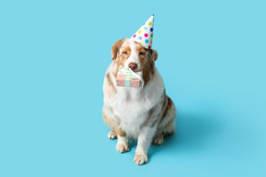 Parti şapkalı şirin Avustralyalı çoban köpeği mavi arka planda doğum gününü kutluyor.