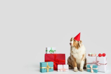 Parti şapkalı şirin Avustralyalı çoban köpeği. Gri arka planda doğum gününü kutluyor.