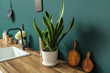 Wooden kitchen counters with houseplant and cutting boards near green wall