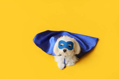 Sarı arka planda yatan süper kahraman kostümlü şirin küçük köpek.