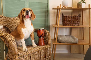 Evdeki hasır koltukta oturan davullu sevimli av köpeği.