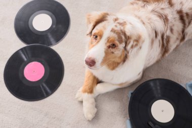 Şirin Avustralyalı çoban köpeği evde plakçalar ve vinil disklerle halıda yatıyor.