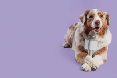 Leylak kaplama mikrofonlu şirin Avustralya çoban köpeği.