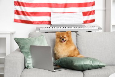 Cute Pomeranian dog with laptop on sofa and hanging USA flag at home