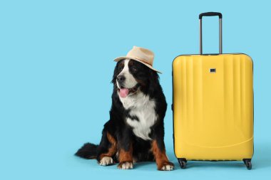 Mavi arka planda bavulu olan sevimli Bernese dağ köpeği.