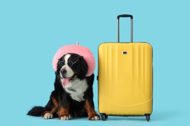 Çantalı ve mavi arka planda seyahat yastığı olan sevimli Bernese dağ köpeği.