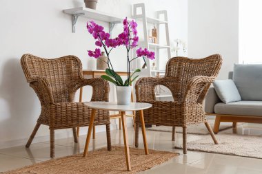 Interior of light living room with armchairs and orchid flower on table