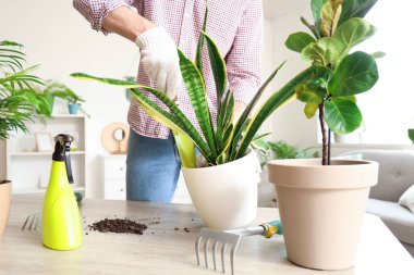 Male gardener with shovel transplanting plant at home, closeup