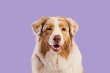 Leylak arka planında sevimli bir Avustralya çoban köpeği