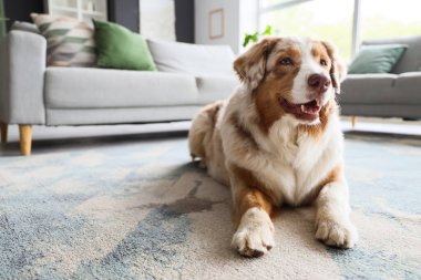 Australian Shepherd dog near wet spot on carpet at home