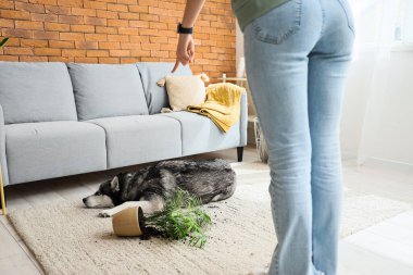 Woman scolding shamed husky dog for overturned houseplant at home