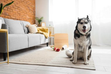 Husky dog near overturned coffee table at home
