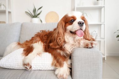 Şirin süvari Kral Charles evinde kanepede uzanmış yastıklı spaniel.