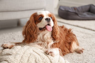 Şirin şövalye Kral Charles evde halının üzerinde yatıyor.