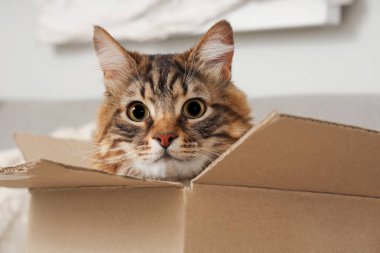 Evdeki karton kutuda oturan sevimli kedi, yakın plan.