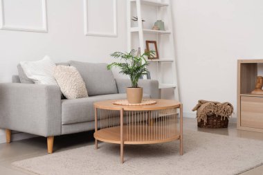 Stylish interior of living room with grey sofa and houseplant on table