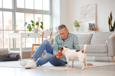 Olgun bir adam evde Jack Russell teriyeriyle oynuyor.