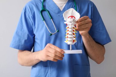 Erkek doktor gri arka planda omurga modeli tutuyor.