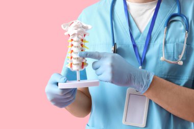 Erkek doktor pembe arka planda omurga modeliyle omurilik anatomisi gösteriyor.