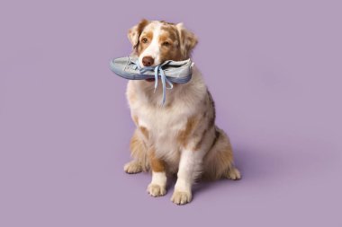 Şirin Avustralyalı çoban köpeği mor arka planda spor ayakkabı tutuyor.