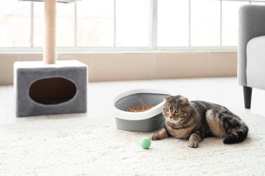 Kedi kumluğu ve evdeki evcil oyuncağıyla sevimli bir kedi.