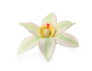 Beyaz arka planda güzel bir vanilya çiçeği