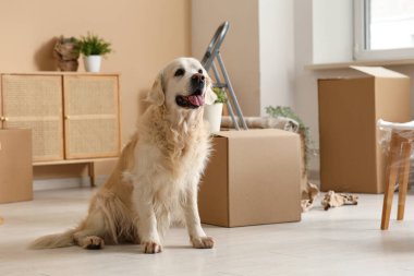 Sevimli Labrador köpeği taşınma gününde kutuda oturuyor.