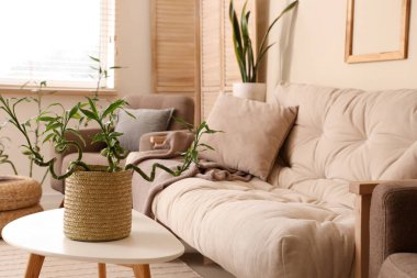 Rahat beyaz kanepe ve oturma odasında bambu bitkisi olan kahve masası.