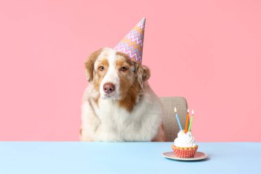 Tatlı Avustralyalı çoban köpeği, parti şapkası ve pembe arka planda doğum günü pastası.