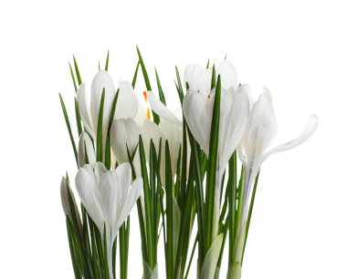 Beyaz arka planda güzel kır çiçekleri