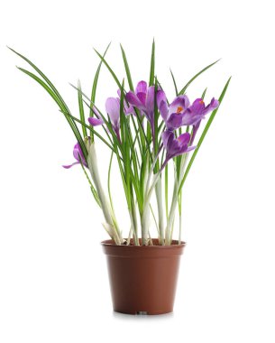 Beyaz arka planda güzel leylak çiçekleri olan tencere.