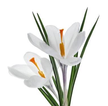 Beyaz arka planda güzel kır çiçekleri