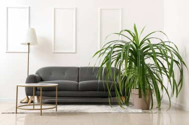 Siyah kanepe ve oturma odasının iç tarafındaki kahve masasının yanındaki saksı.